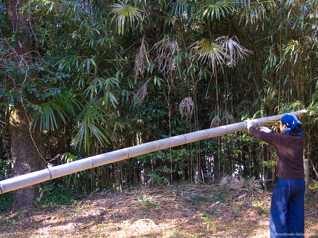 製作風景-【準備】コウガイ用の竹を伐採