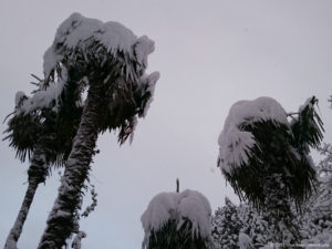 棕櫚の木に雪
