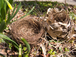 棕櫚製の野鳥の巣