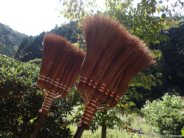 棕櫚箒-棕櫚皮箒の自然乾燥