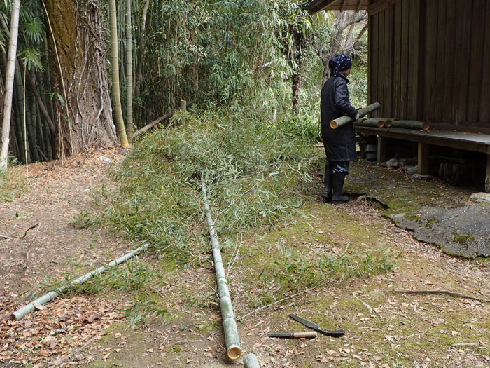製作風景-【準備】コウガイ用の竹を伐採